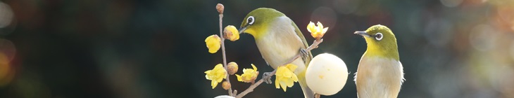 県議会トップ画像,長瀞町で撮影